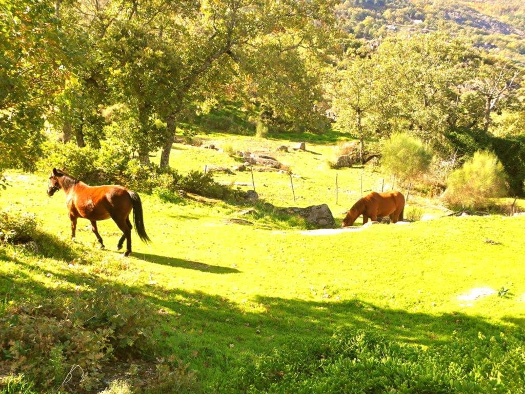 Quinta Do Marvao Hostal Habitación foto